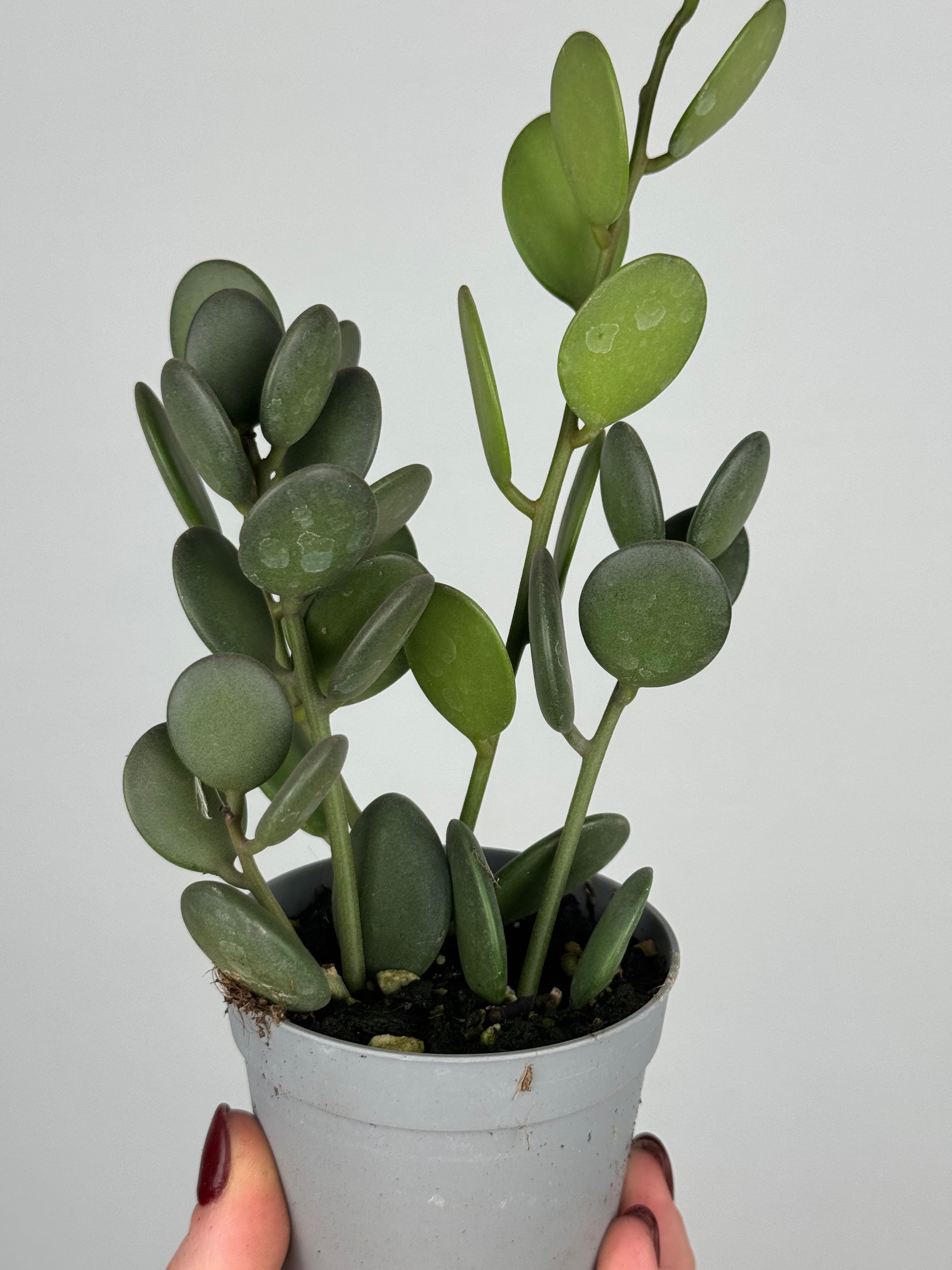 Xerosicyos Danguyi “Silver dollar vine”