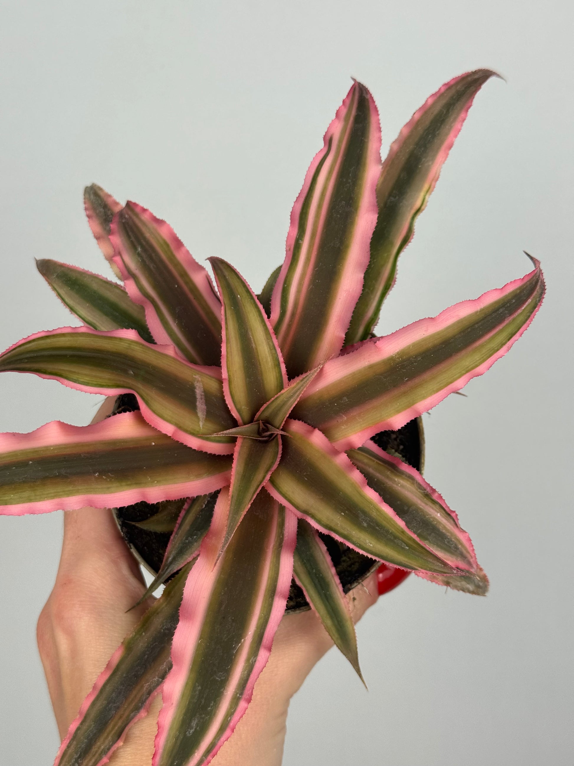 Cryptanthus Bivittatus “Pink Starlight”