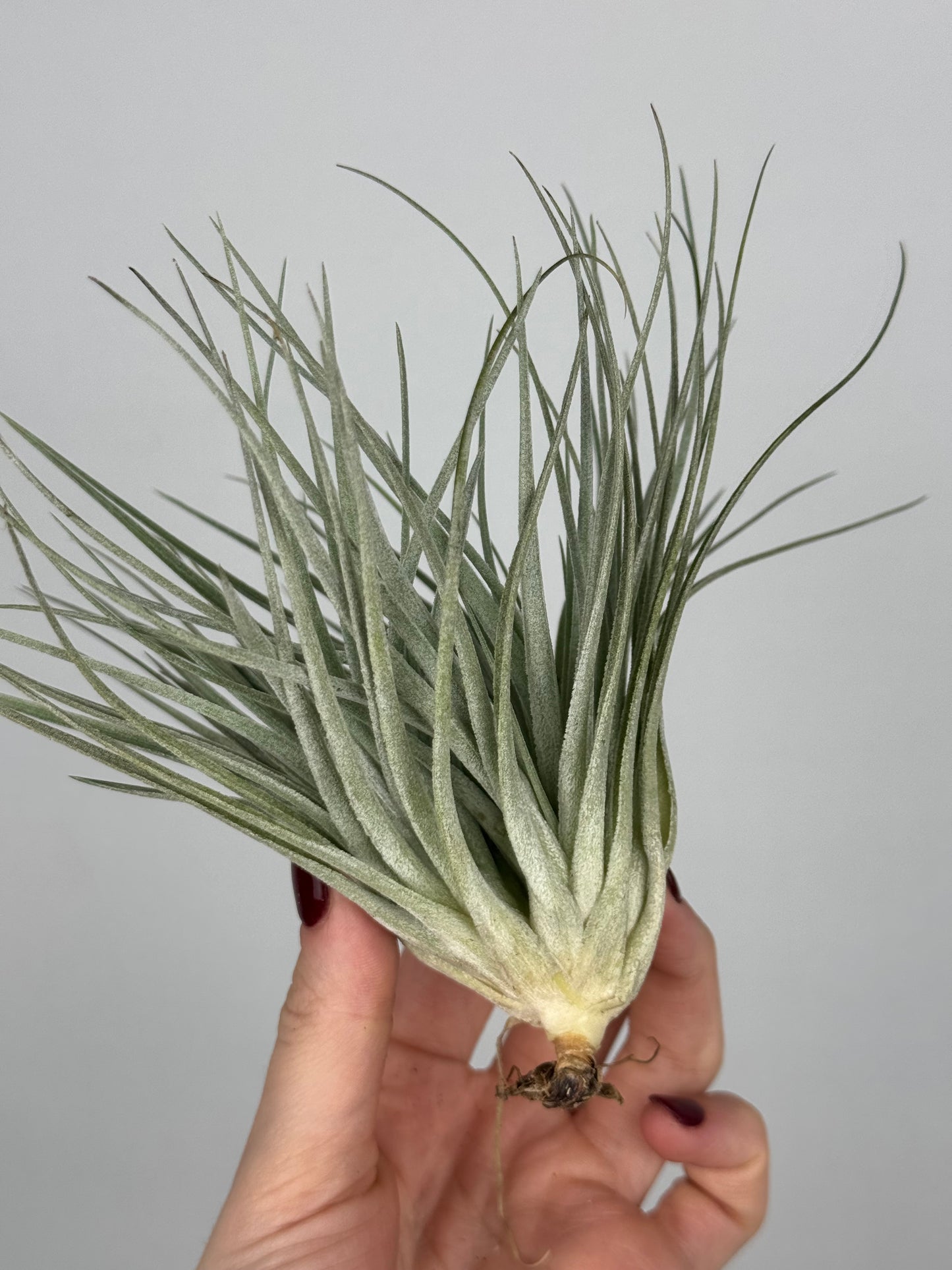 Tillandsia 'Super Silver'
