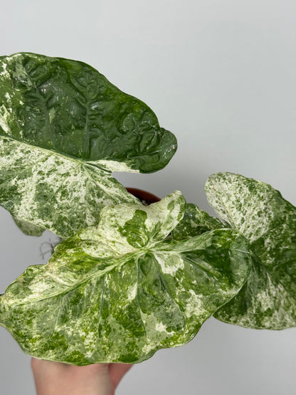 Alocasia Macrorrhiza Splash