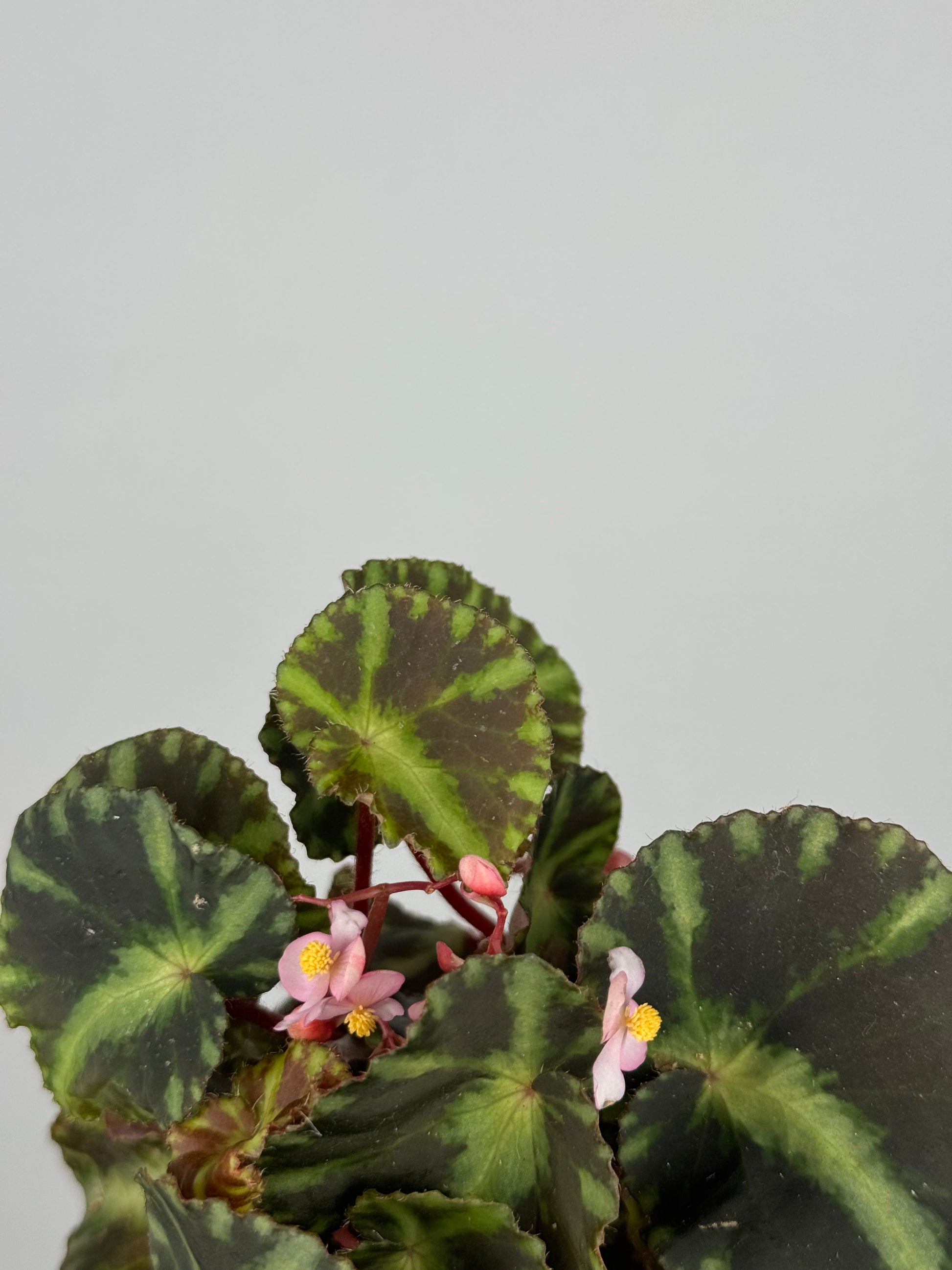Begonia Cleopatrae