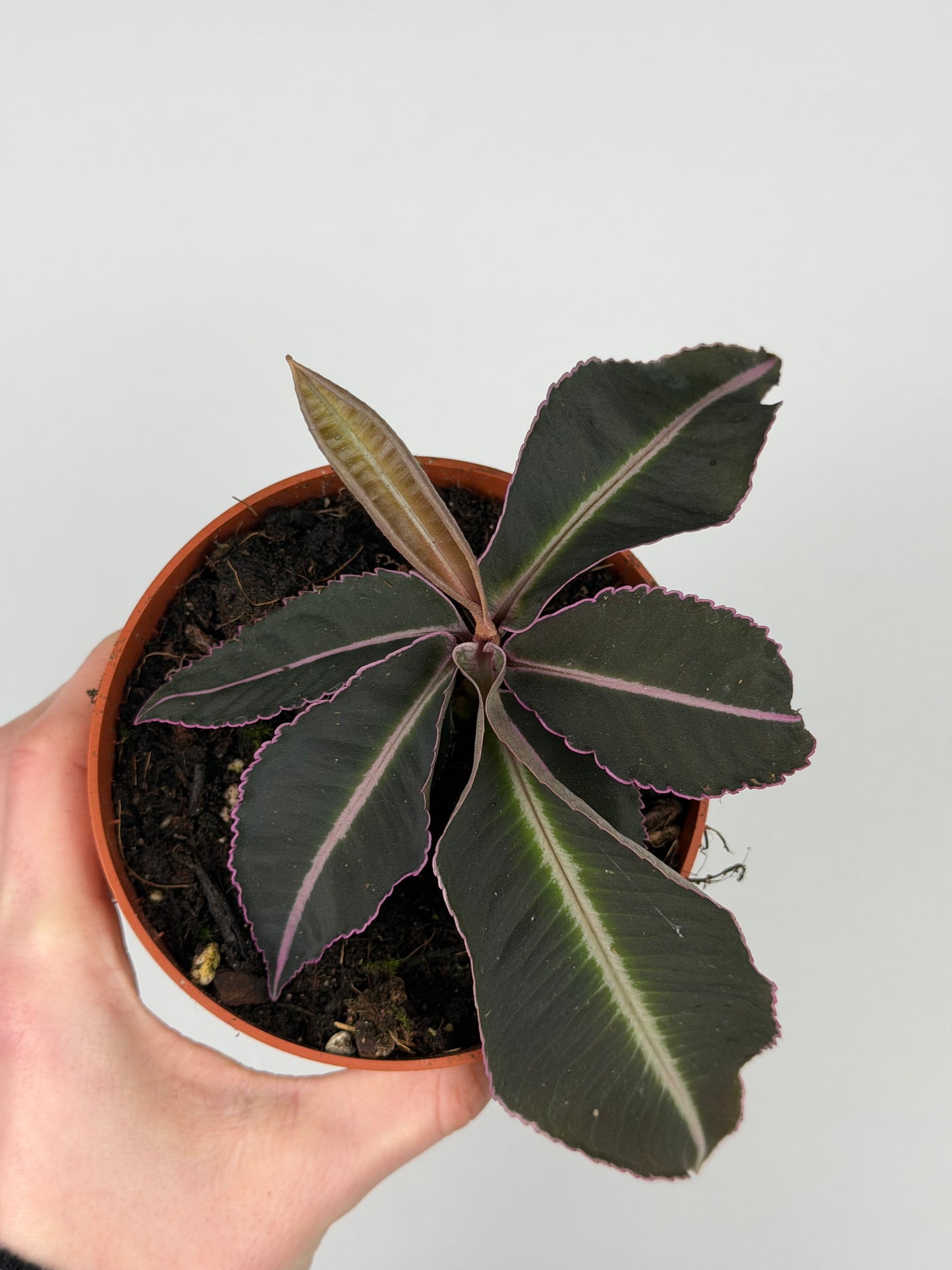 Labisia Pumila 'Electric Pink' Labisia Tropical Corner