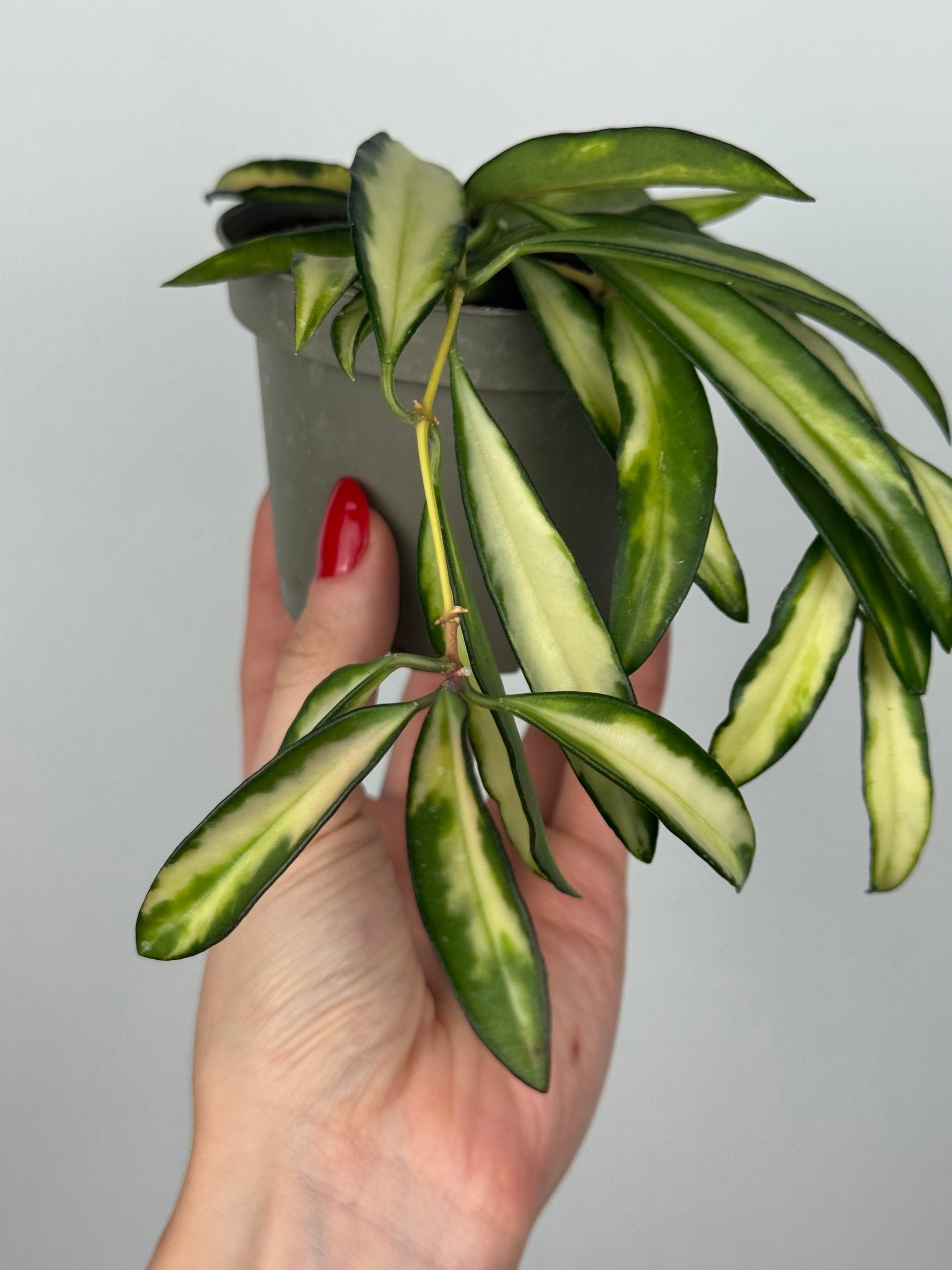 Hoya Wayetii 'Tricolor'