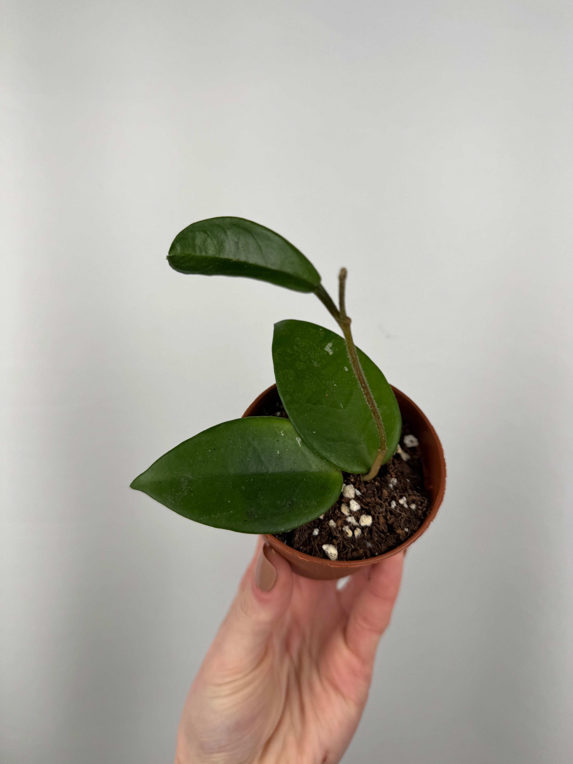 Hoya Carnosa “Freckles Splash” | Loredana