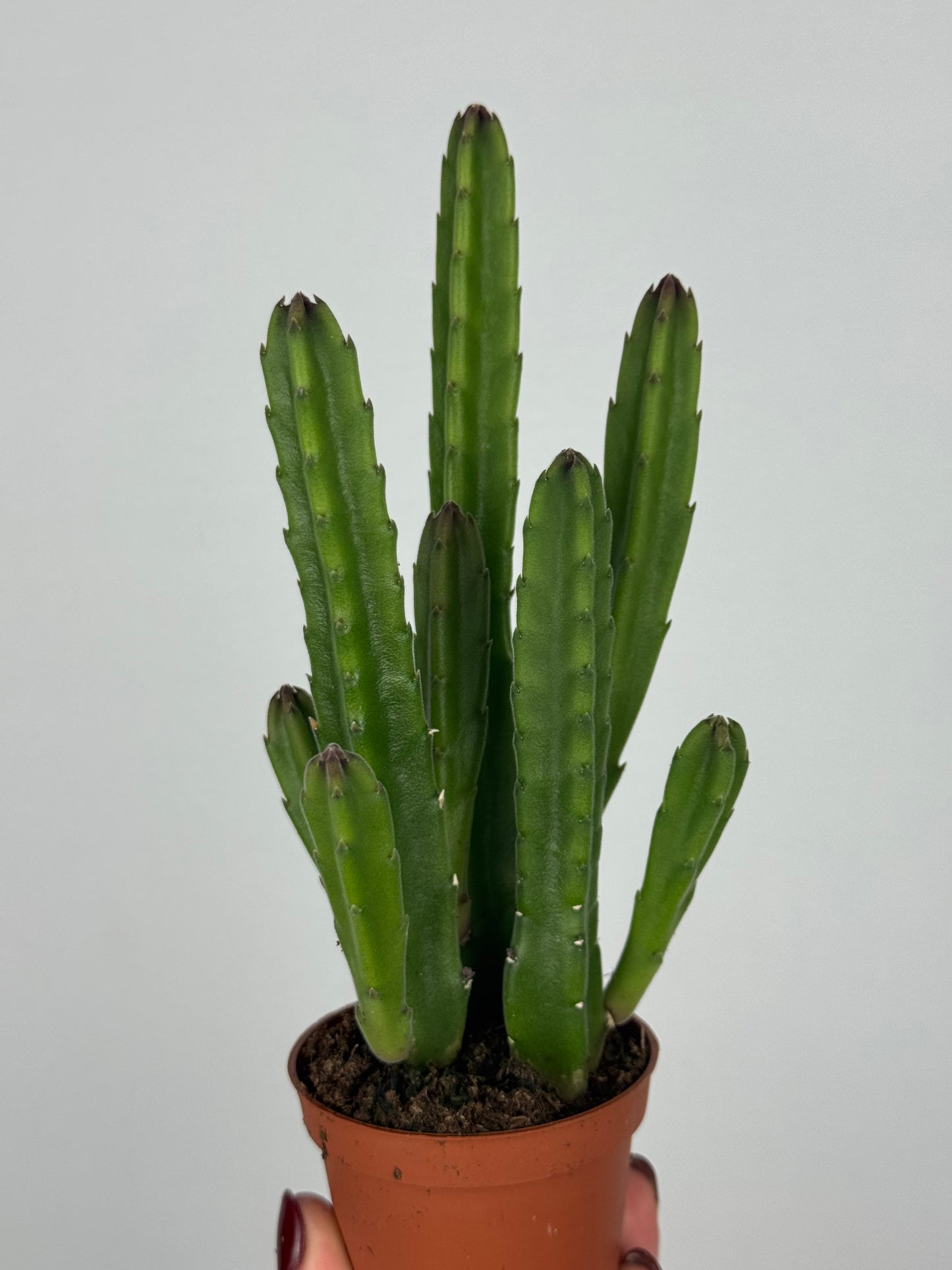 Stapelia leendertziae