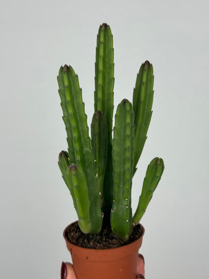 Stapelia leendertziae