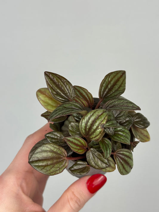 Peperomia caperata “Piccolo Banda”