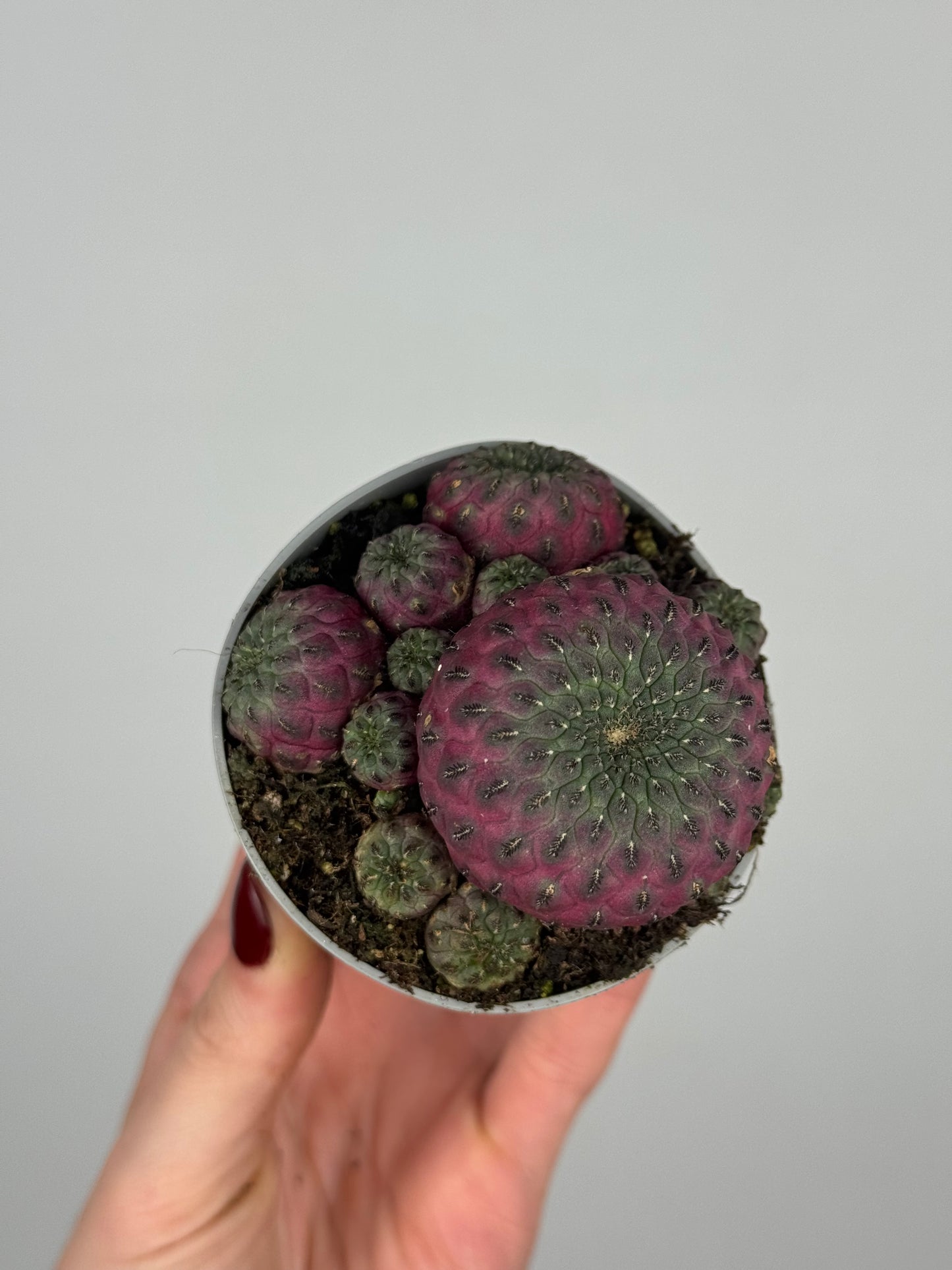 Sulcorebutia rauschii violacidermis