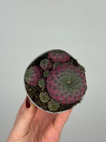 Sulcorebutia rauschii violacidermis