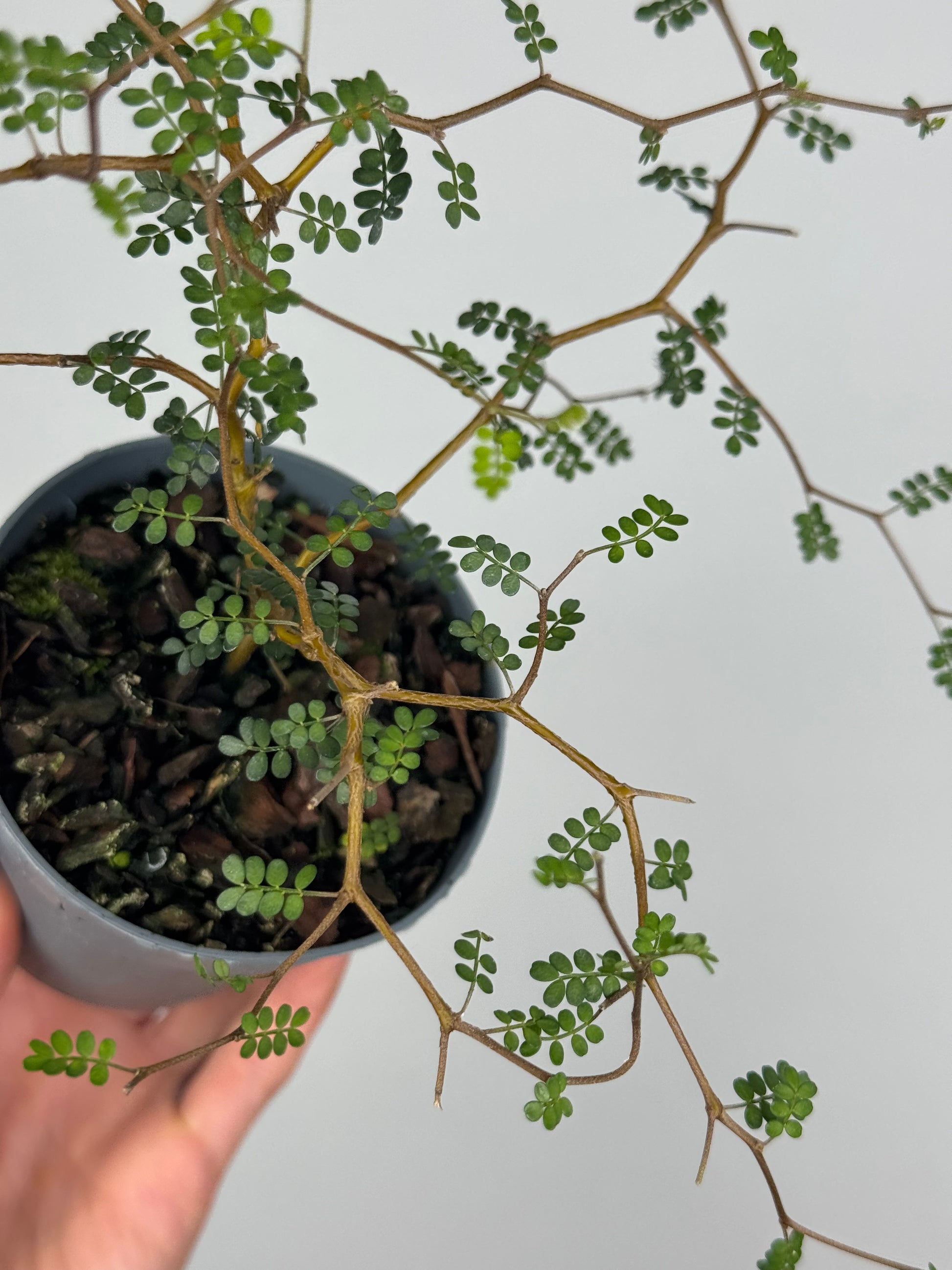 Sophora Prostrata “Little Baby”
