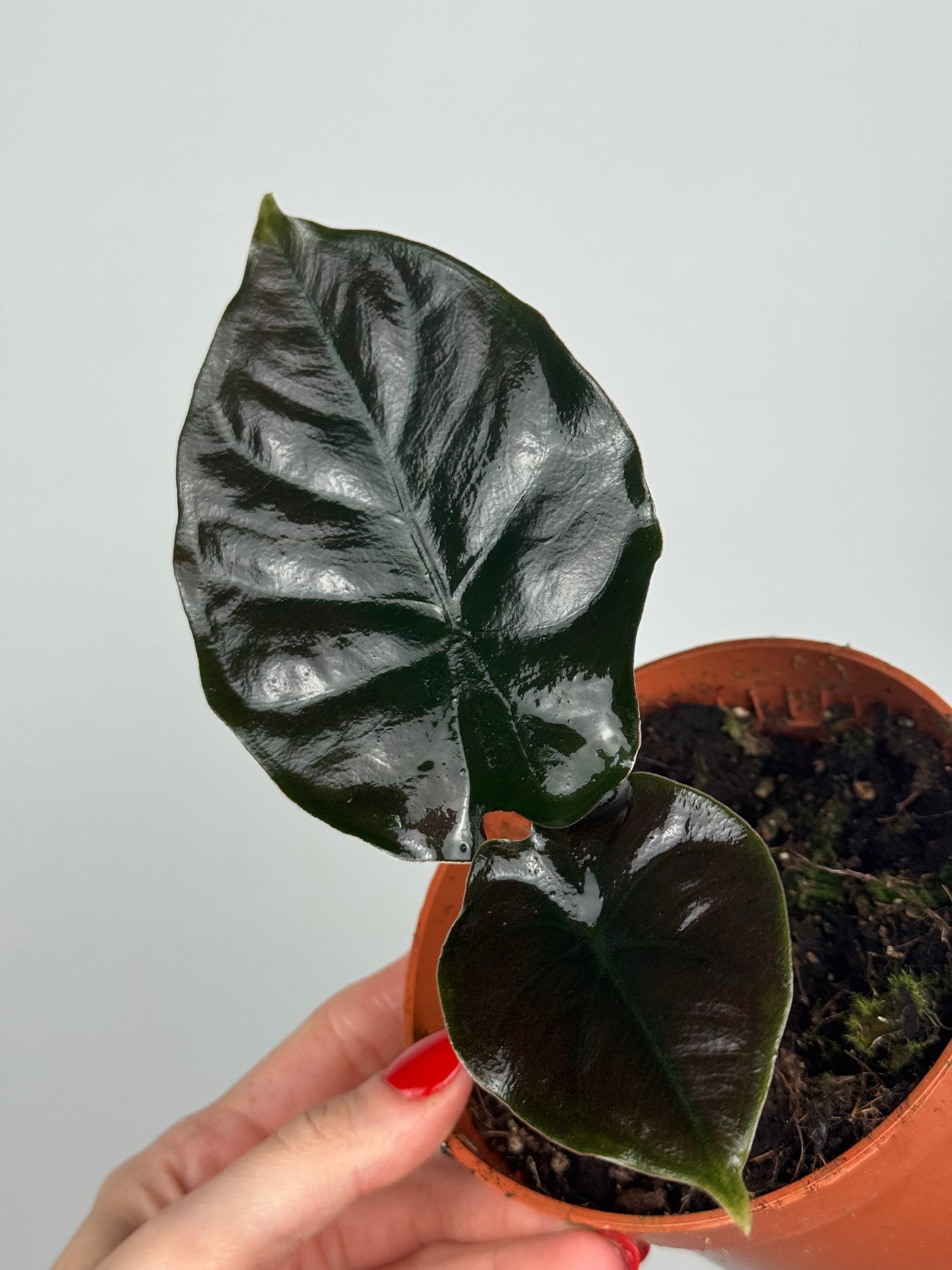 Alocasia Infernalis 'Black Magic'