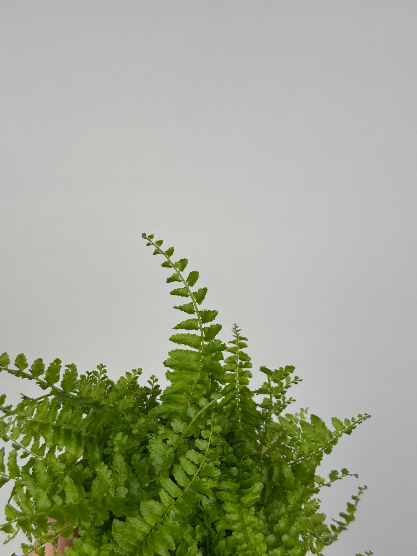 Nephrolepis exaltata “Green Fantasy”