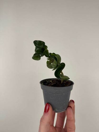 Hoya Compacta