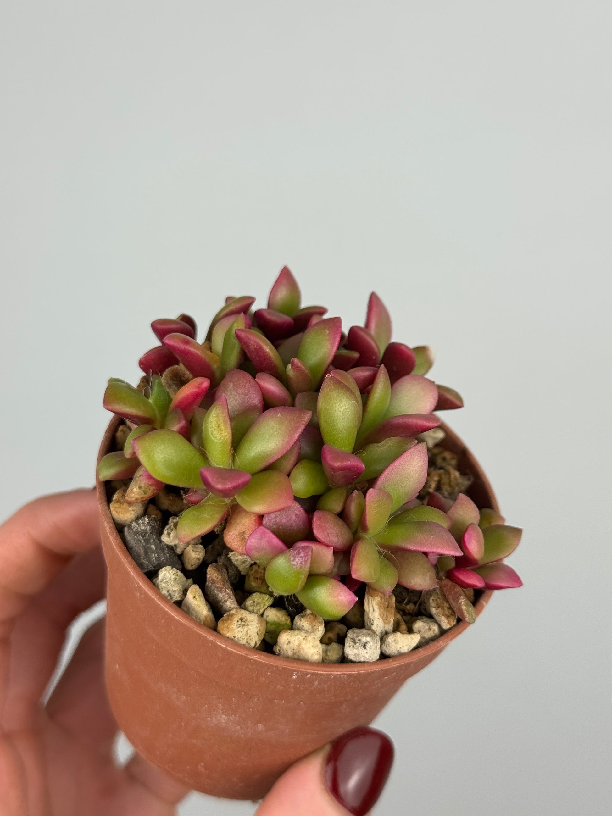 Anacampseros Rufescens variegato