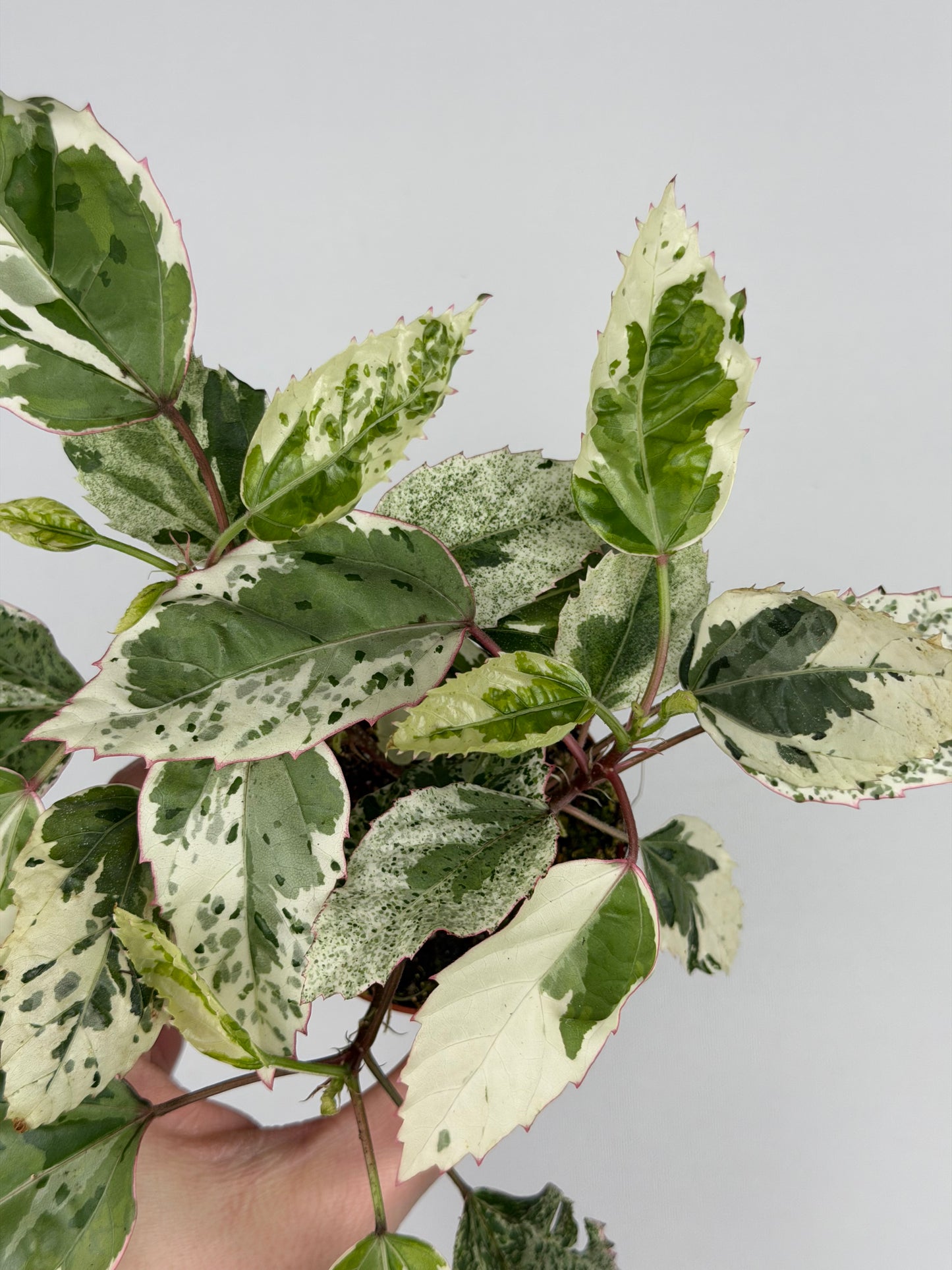Hibiscus rosa-sinensis 'Variegata' Hibiscus Tropical Corner