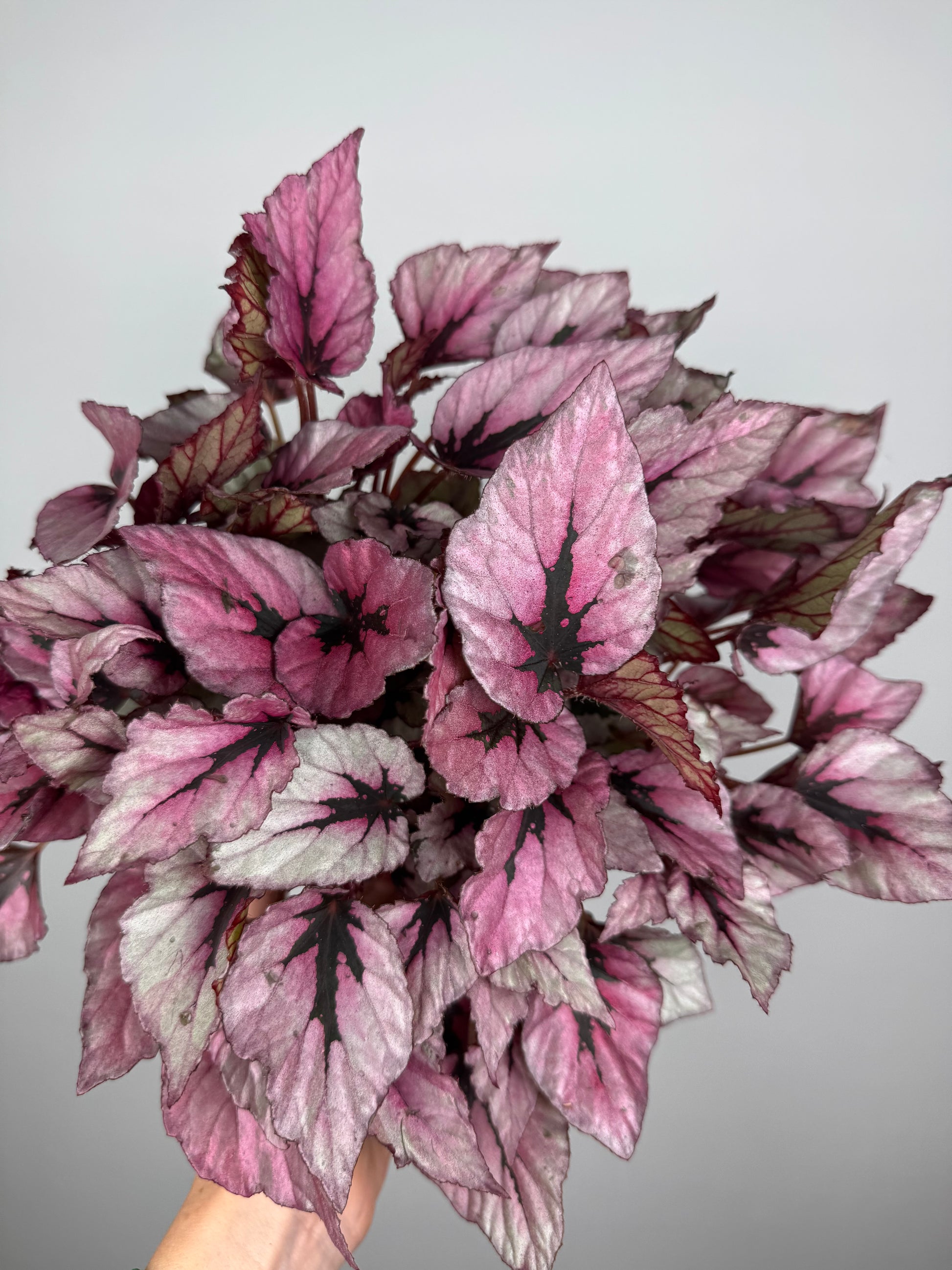 Begonia Rex “Indian Summer”