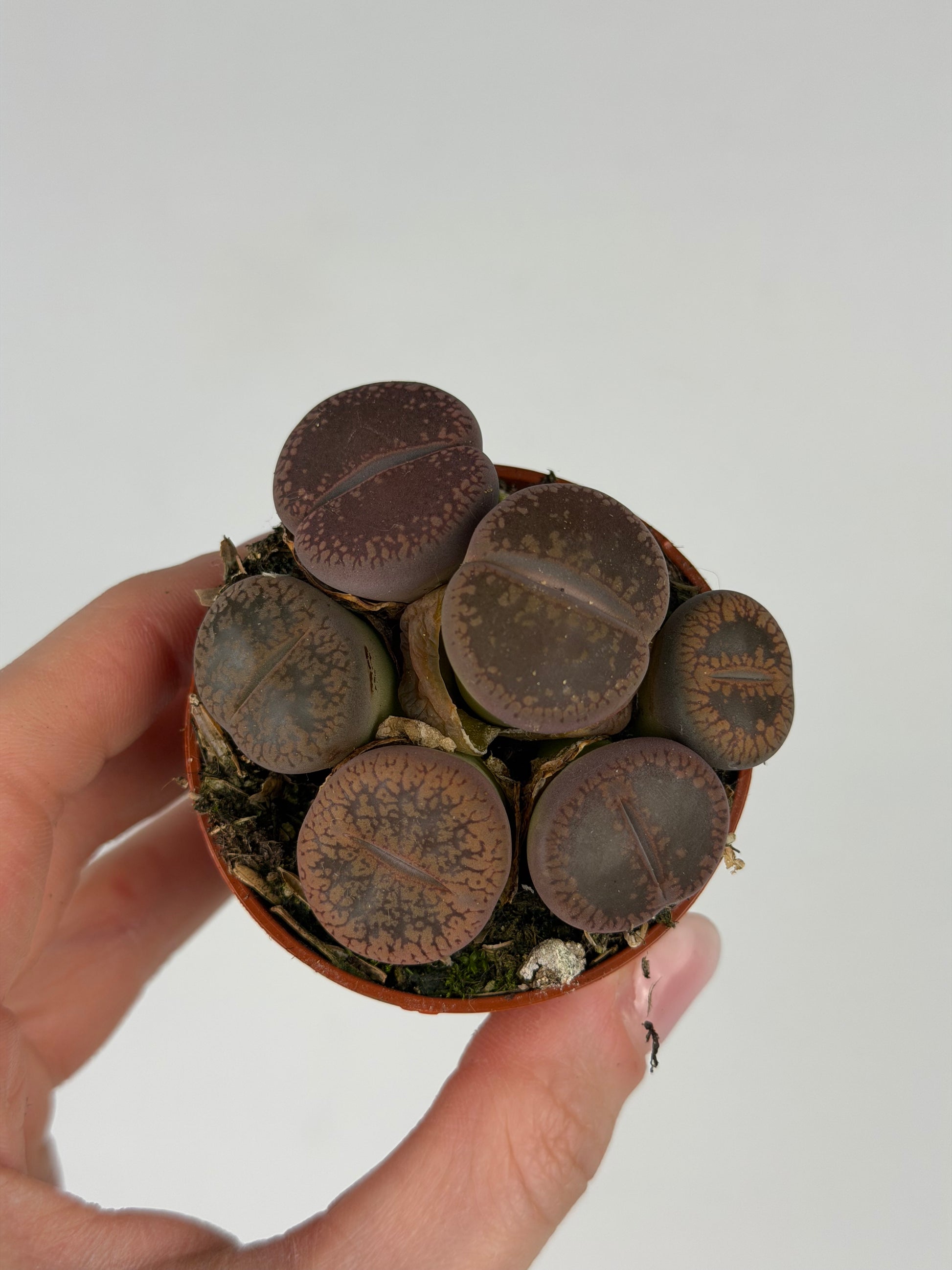 Lithops Tropical Corner