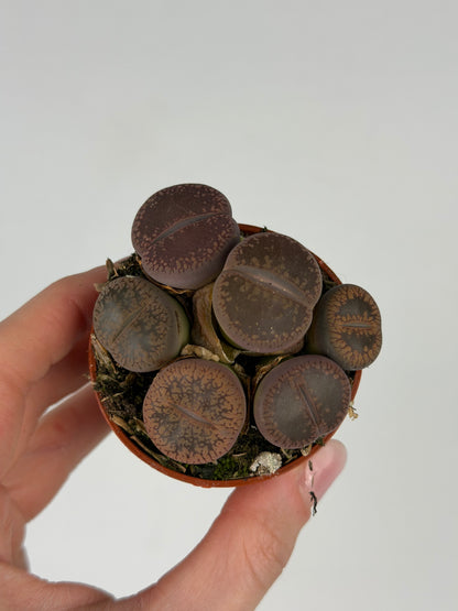 Lithops Tropical Corner