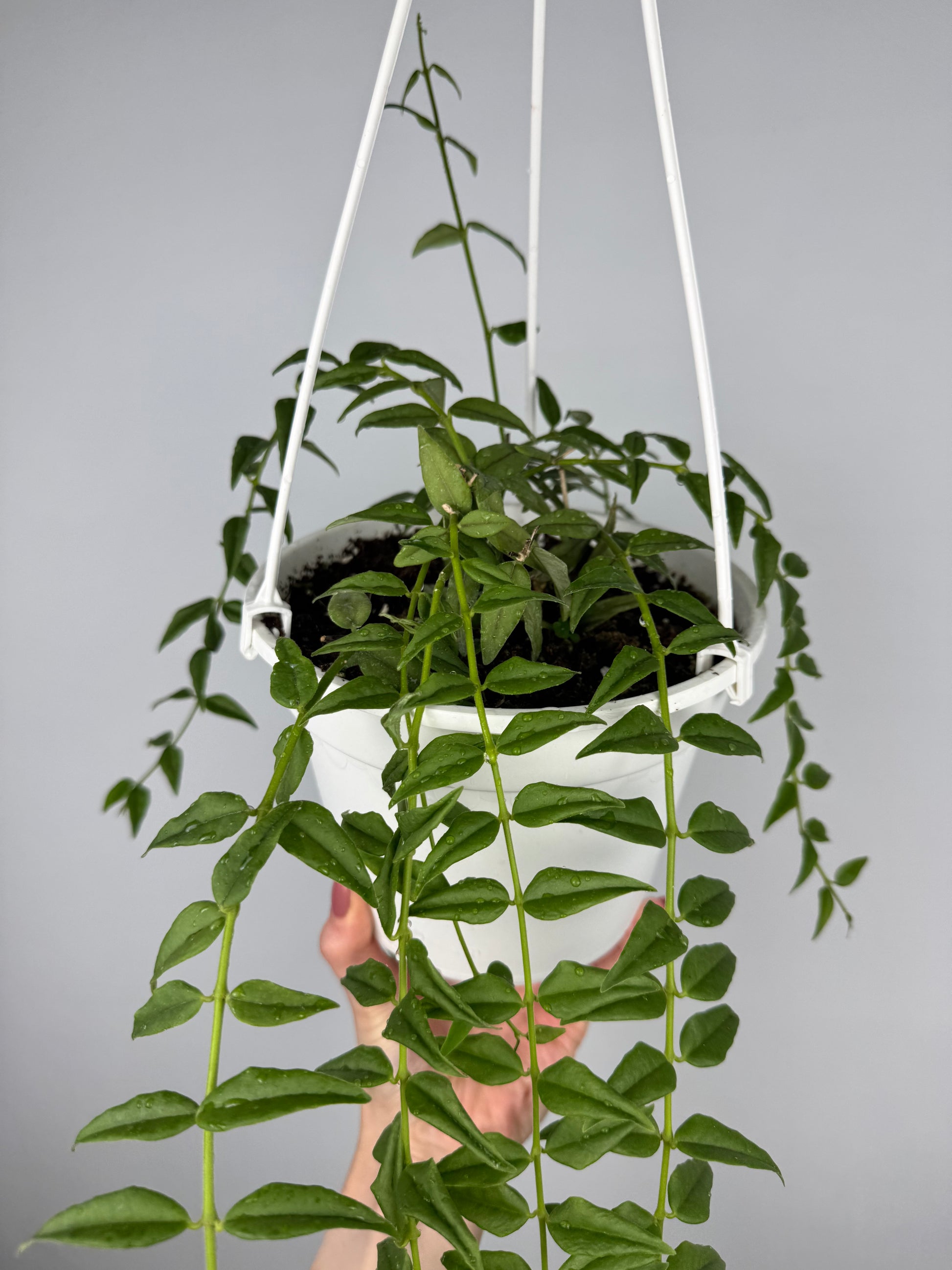 Hoya Bella