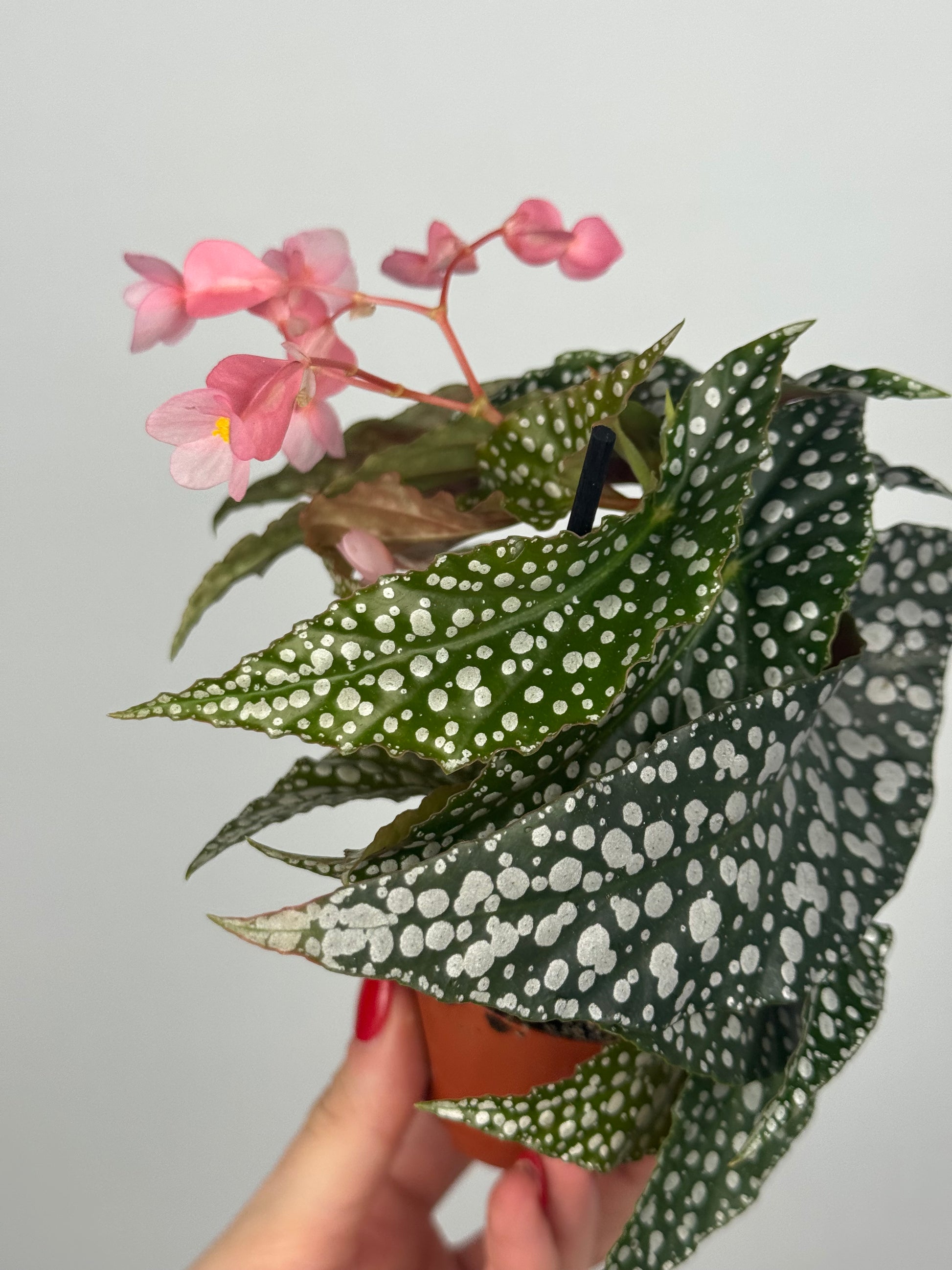 Begonia maculata “Double dot”