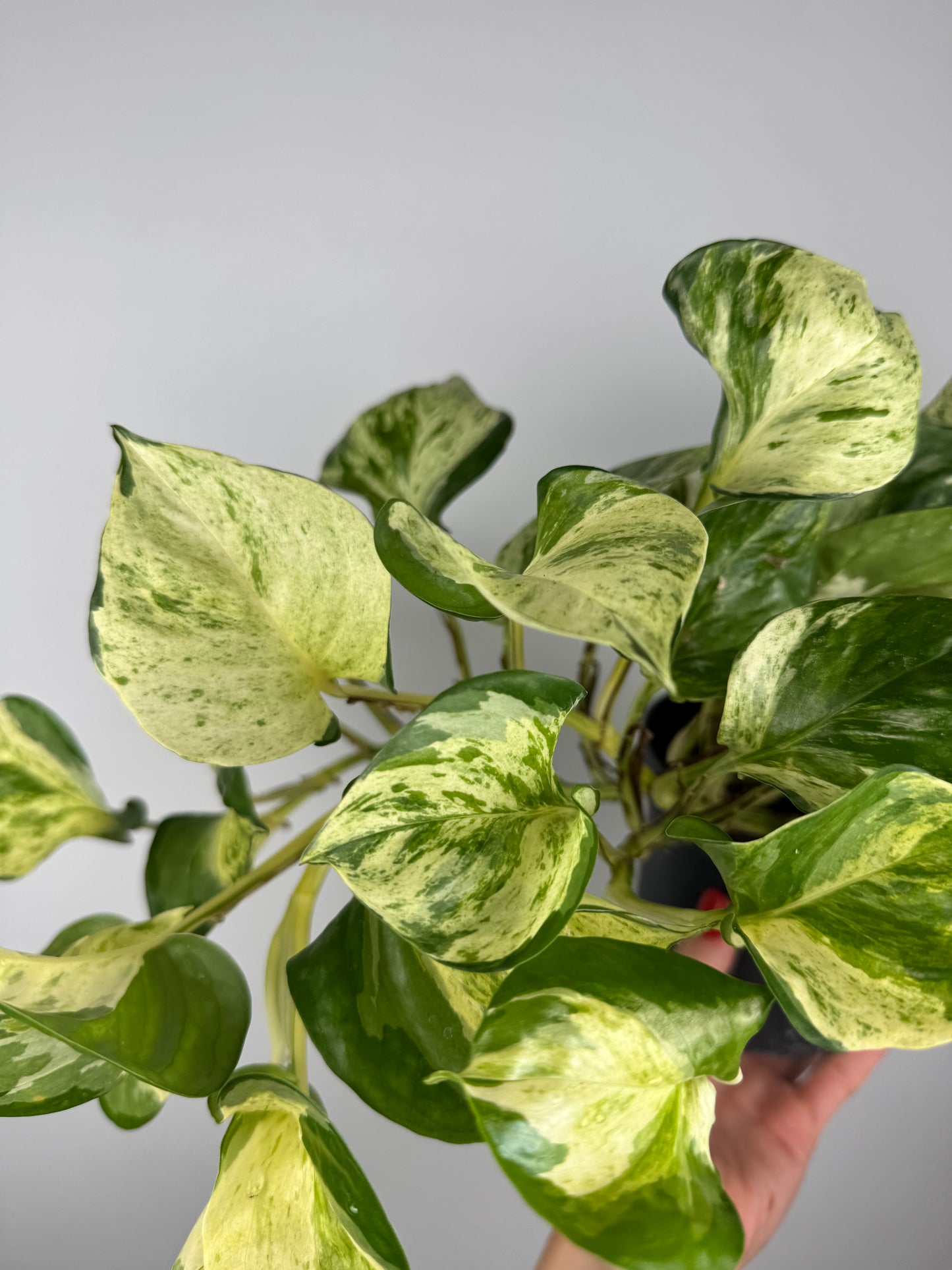 Epipremnum Manjula “Happy Leaf”