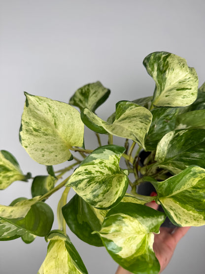 Epipremnum Manjula “Happy Leaf”