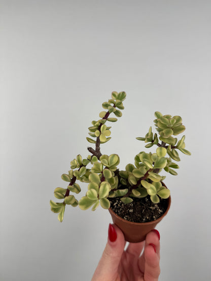 Portulacaria Afra “variegata”