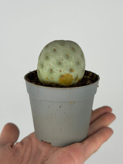 Tephrocactus Geometricus | Jemmy