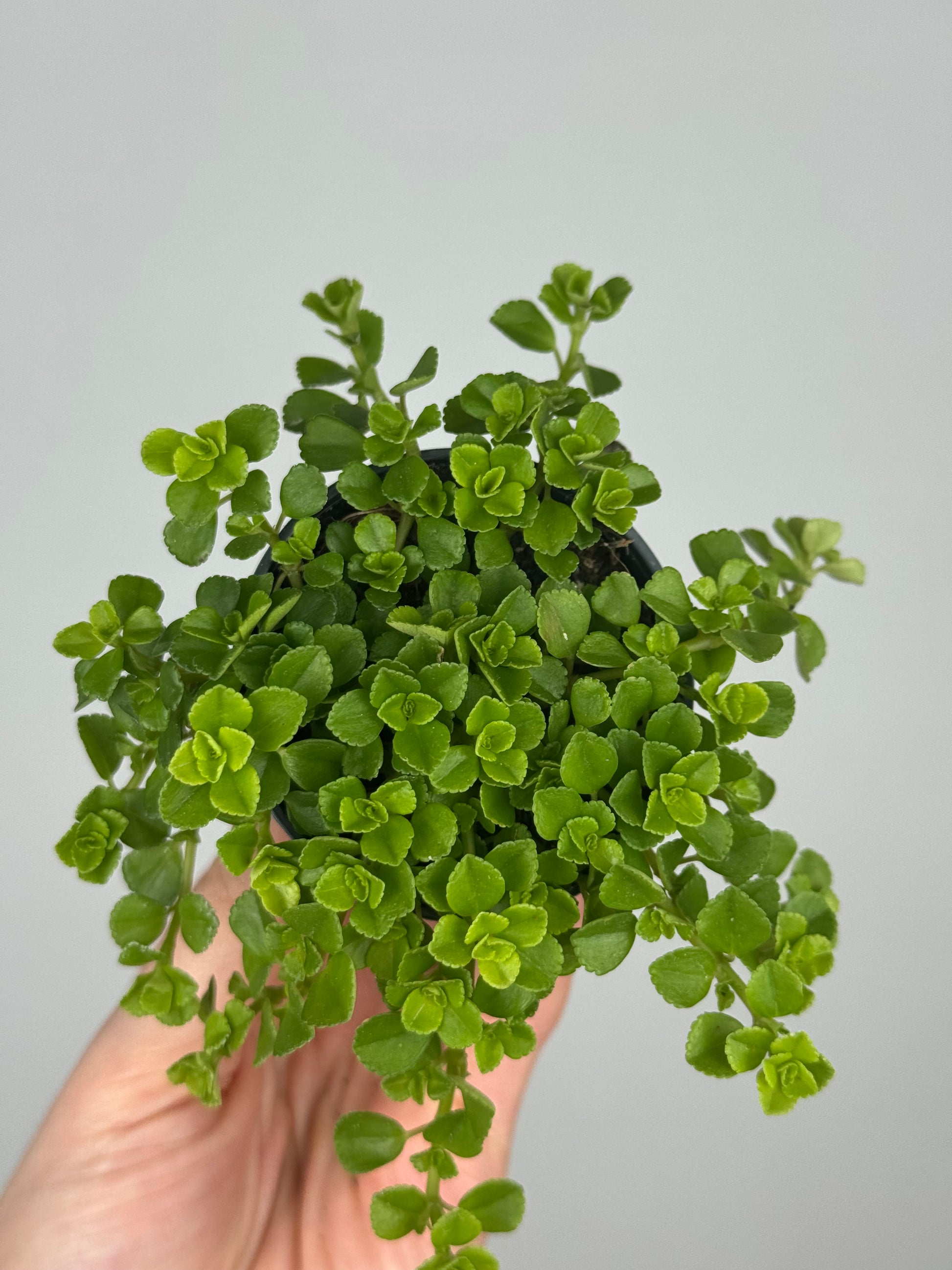 Pilea Depressa 'Sao Paulo'