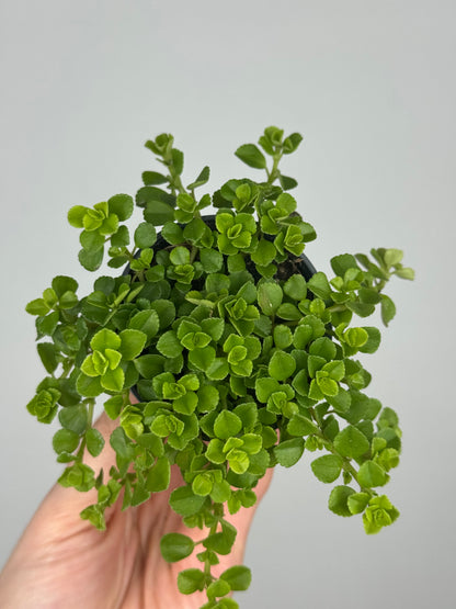Pilea Depressa 'Sao Paulo'