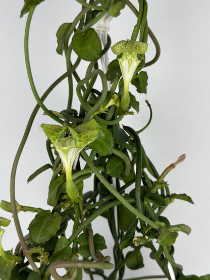 Ceropegia Sandersonii Ceropegia Tropical Corner