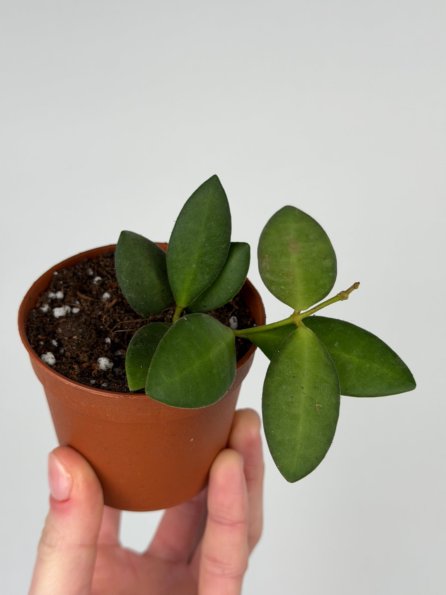 Hoya Burtoniae Hoya Tropical Corner “S” 6,5 cm