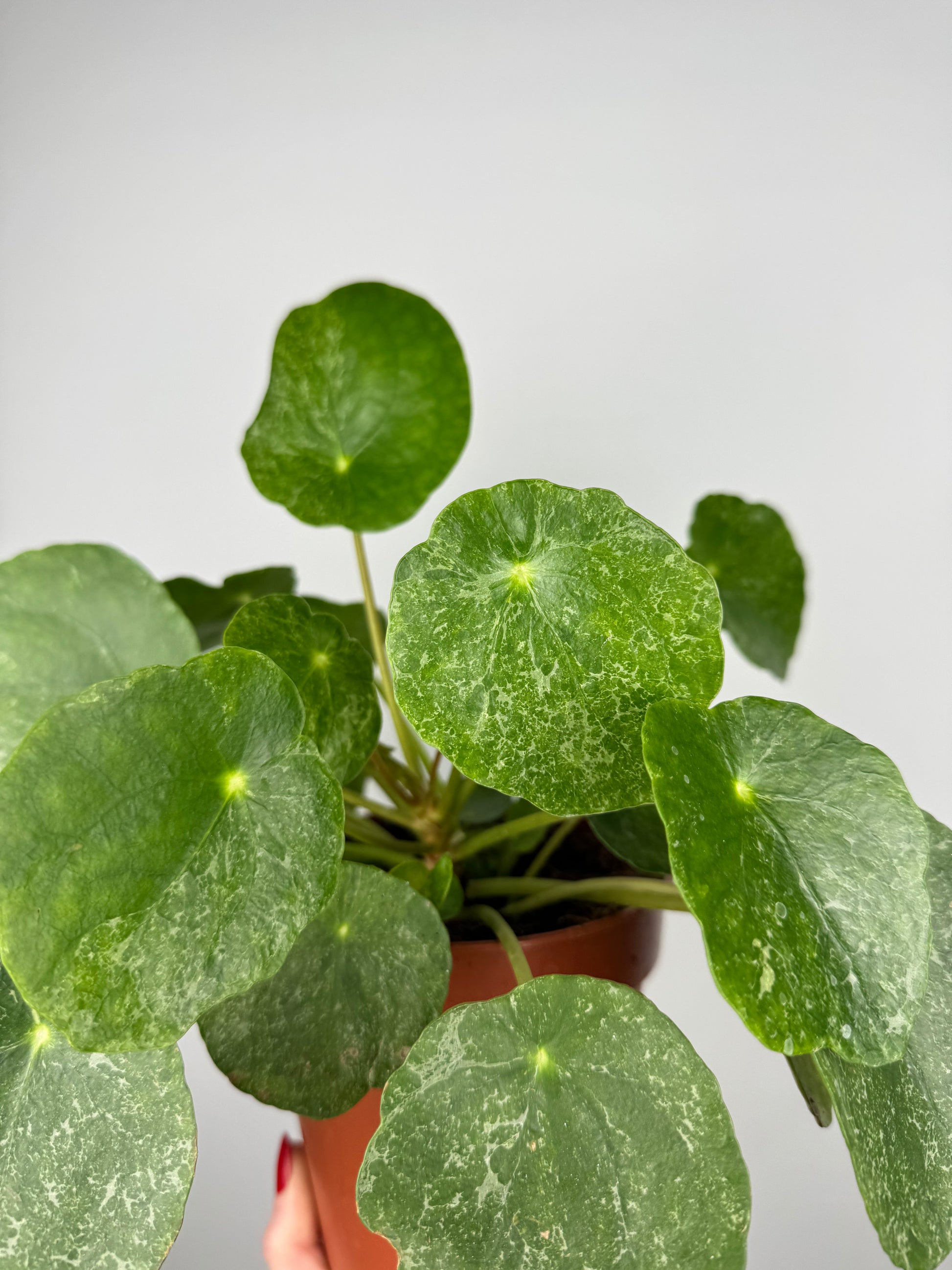 Pilea Peperomioides “Sugar”