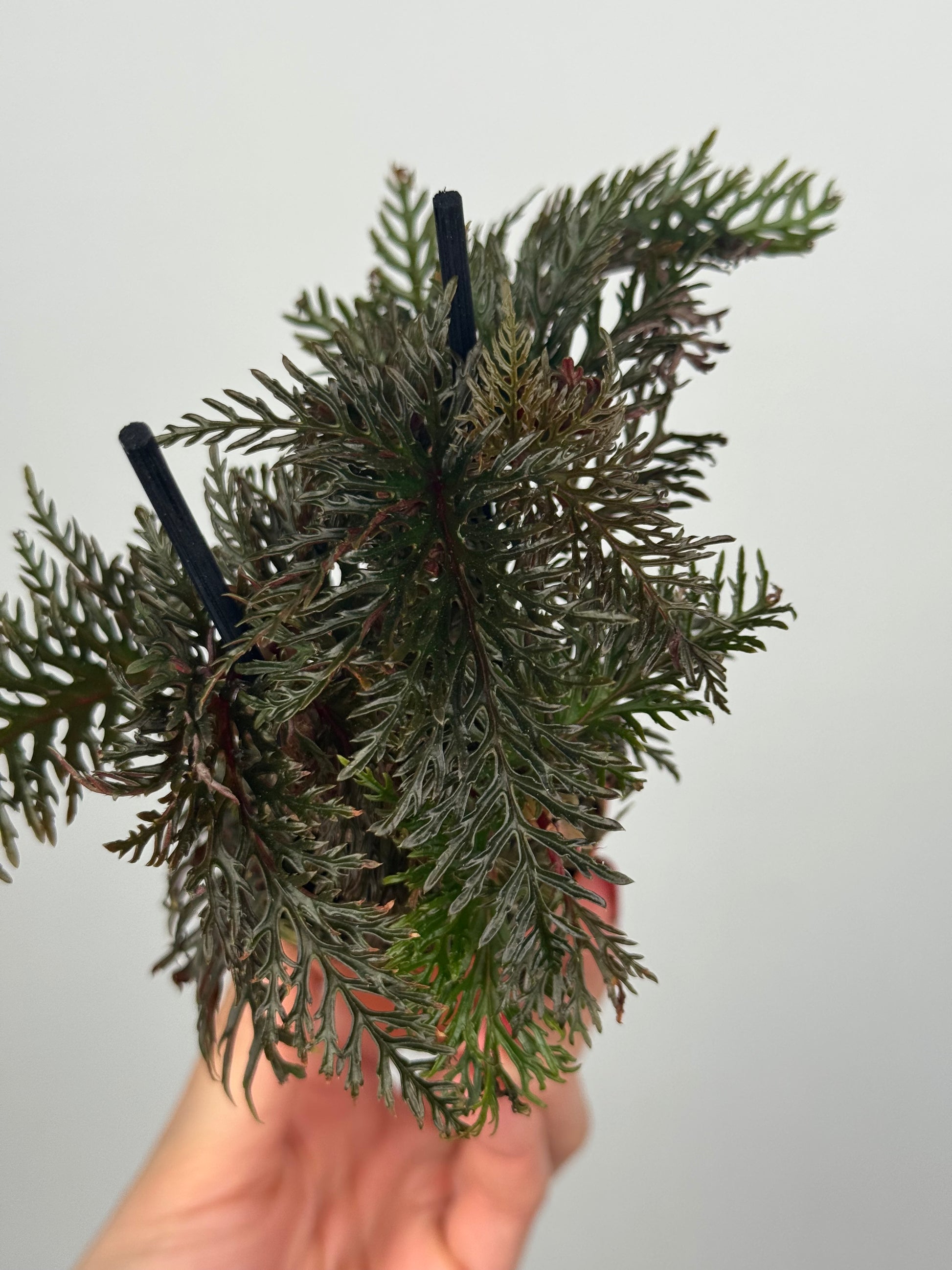 Begonia Bipinnatifida