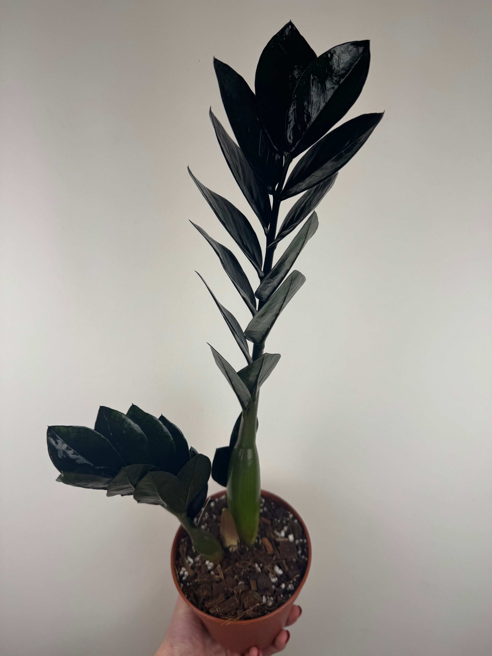 Zamioculcas “Black Raven”