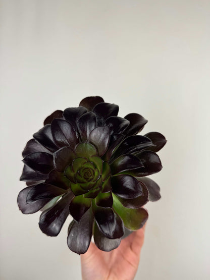 Aeonium Atropurpureum Schwarzkopf “Testa nera”