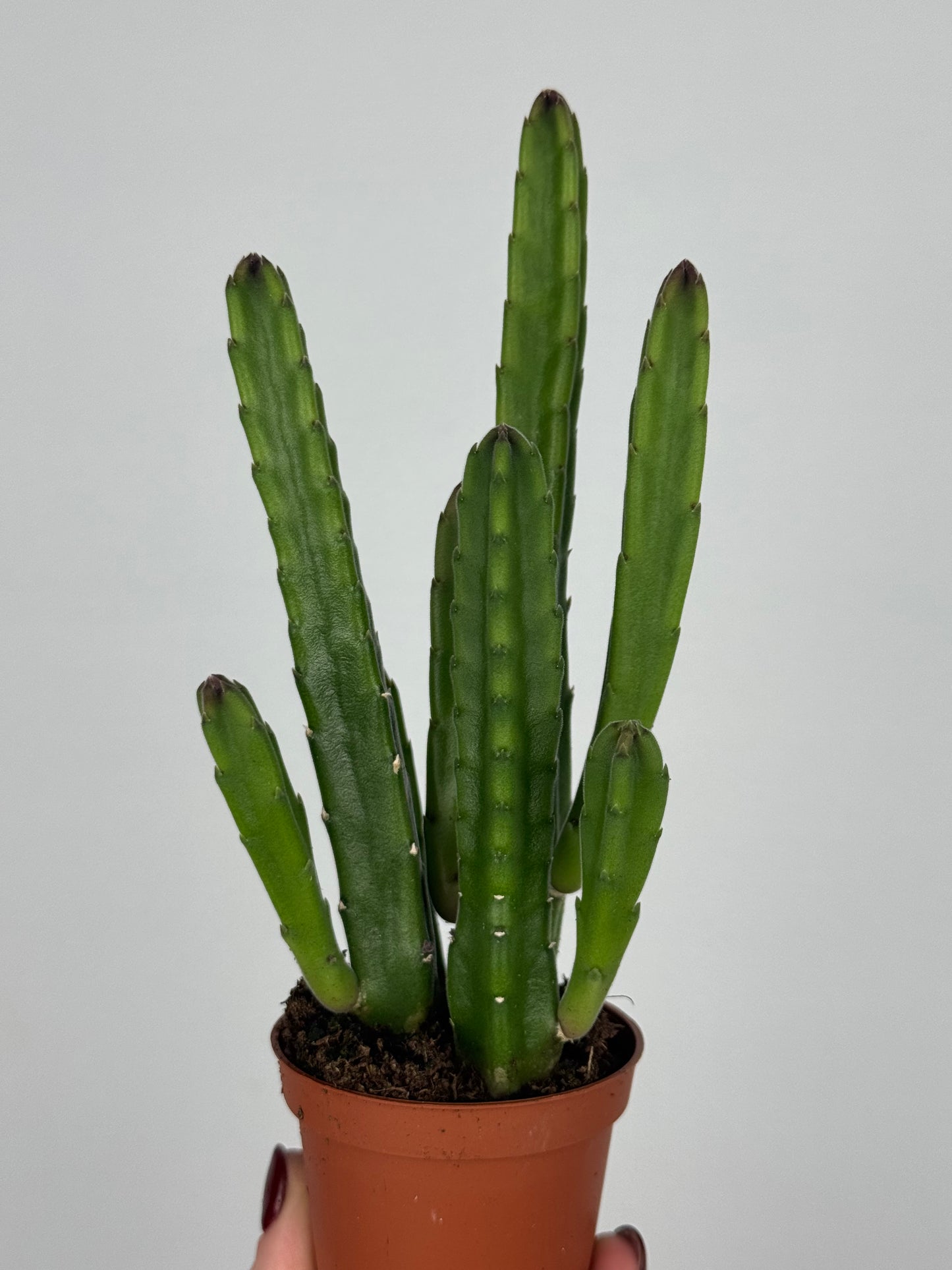 Stapelia leendertziae