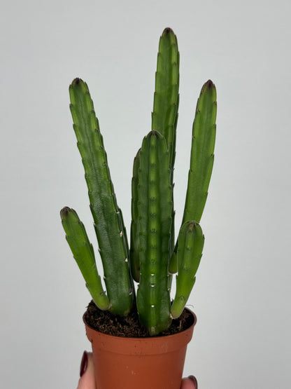 Stapelia leendertziae