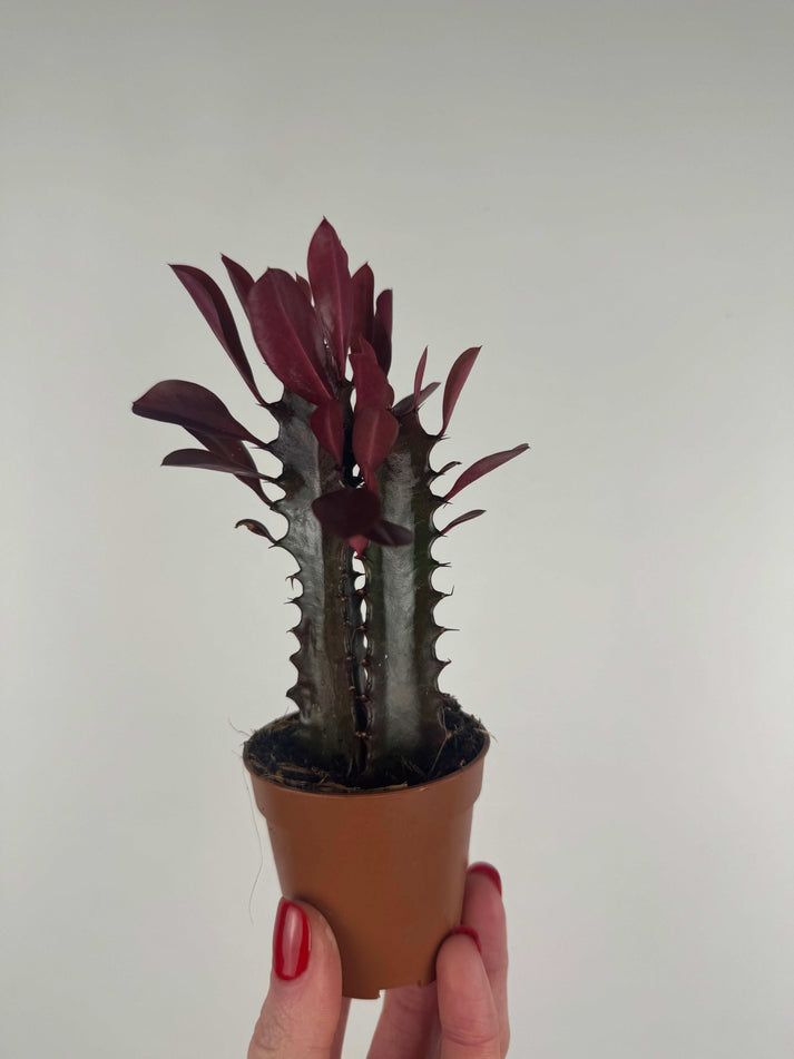 Euphorbia Trigona Royal Red