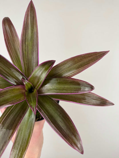 Tradescantia Spathacea Sitara “Purple Flame”