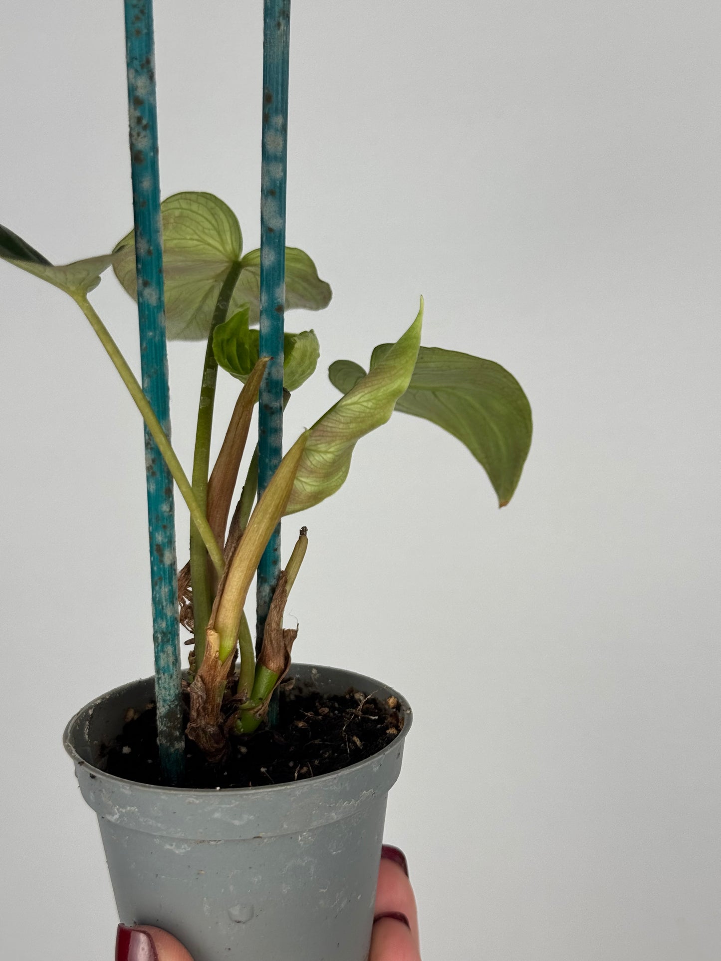 Philodendron El Choco Red | Ash