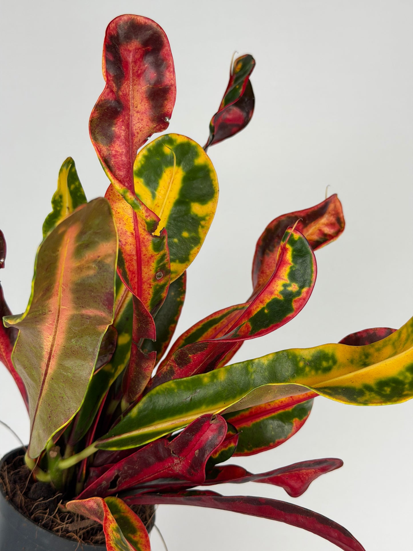 Codiaeum variegatum 'Bush on fire' Codiaeum Tropical Corner