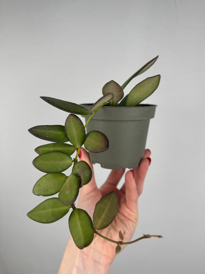 Hoya Burtoniae | Clotilde