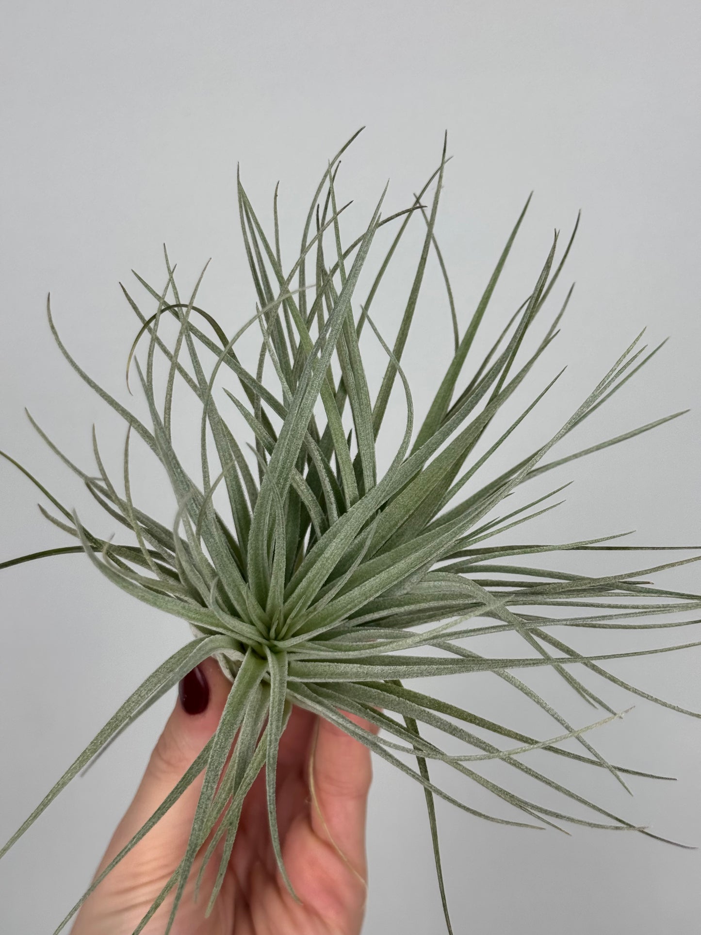 Tillandsia 'Super Silver'