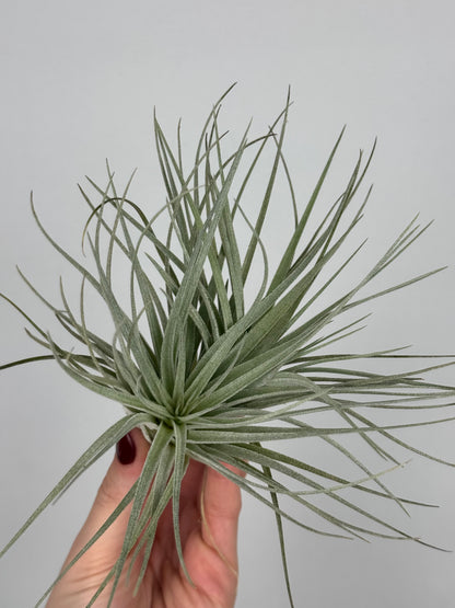 Tillandsia 'Super Silver'