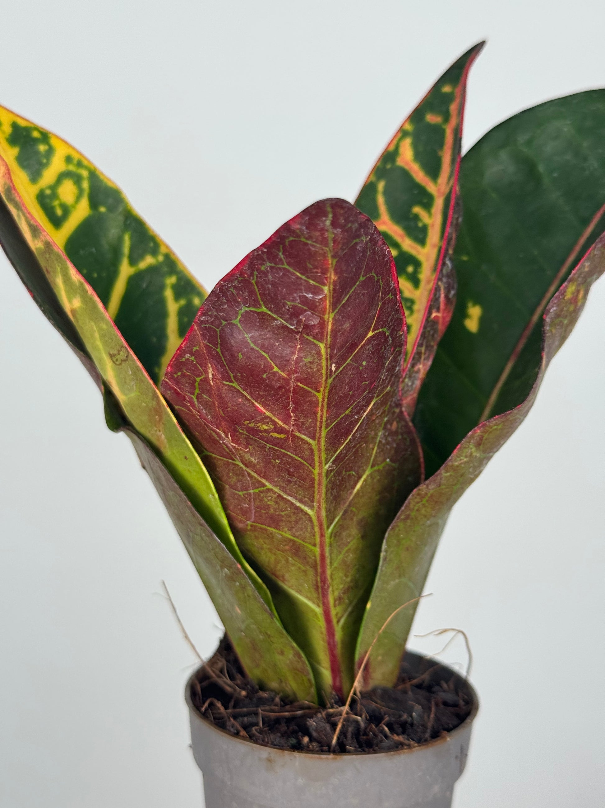 Codiaeum variegatum “Petra”