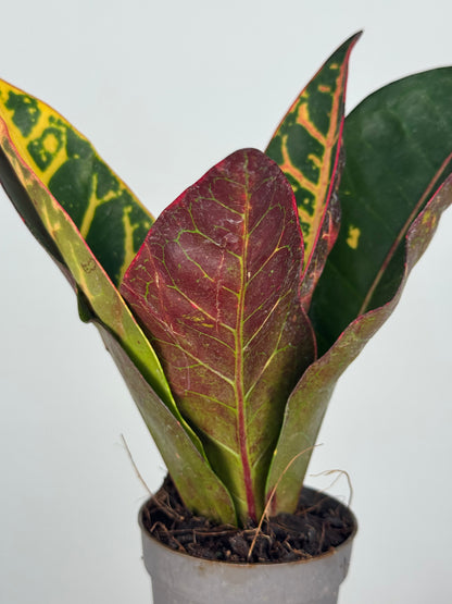 Codiaeum variegatum “Petra”