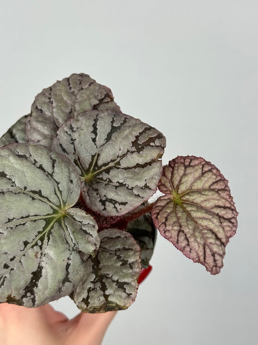 Begonia Rex “Chayo”