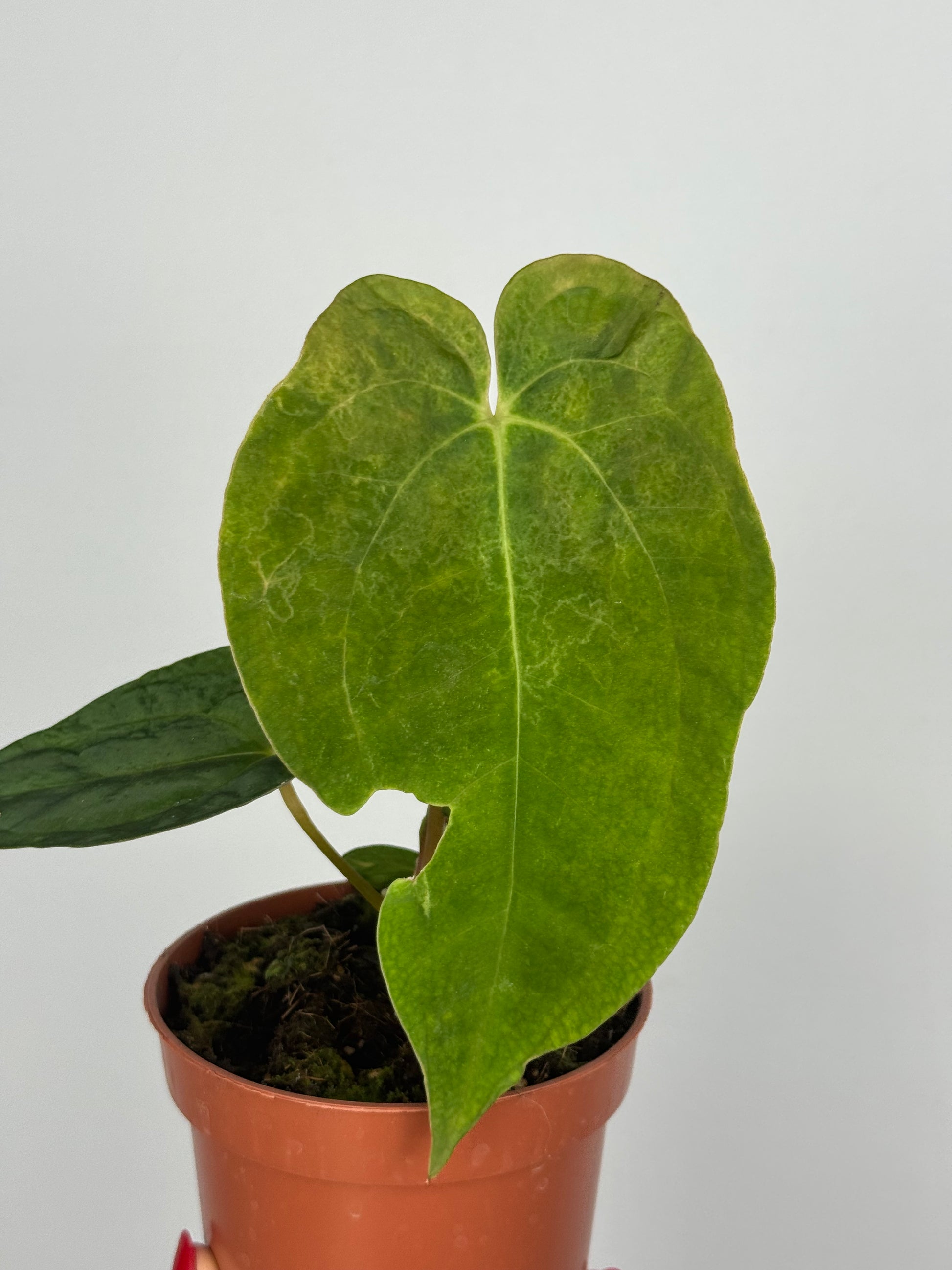 Anthurium Papillilaminum | Enea