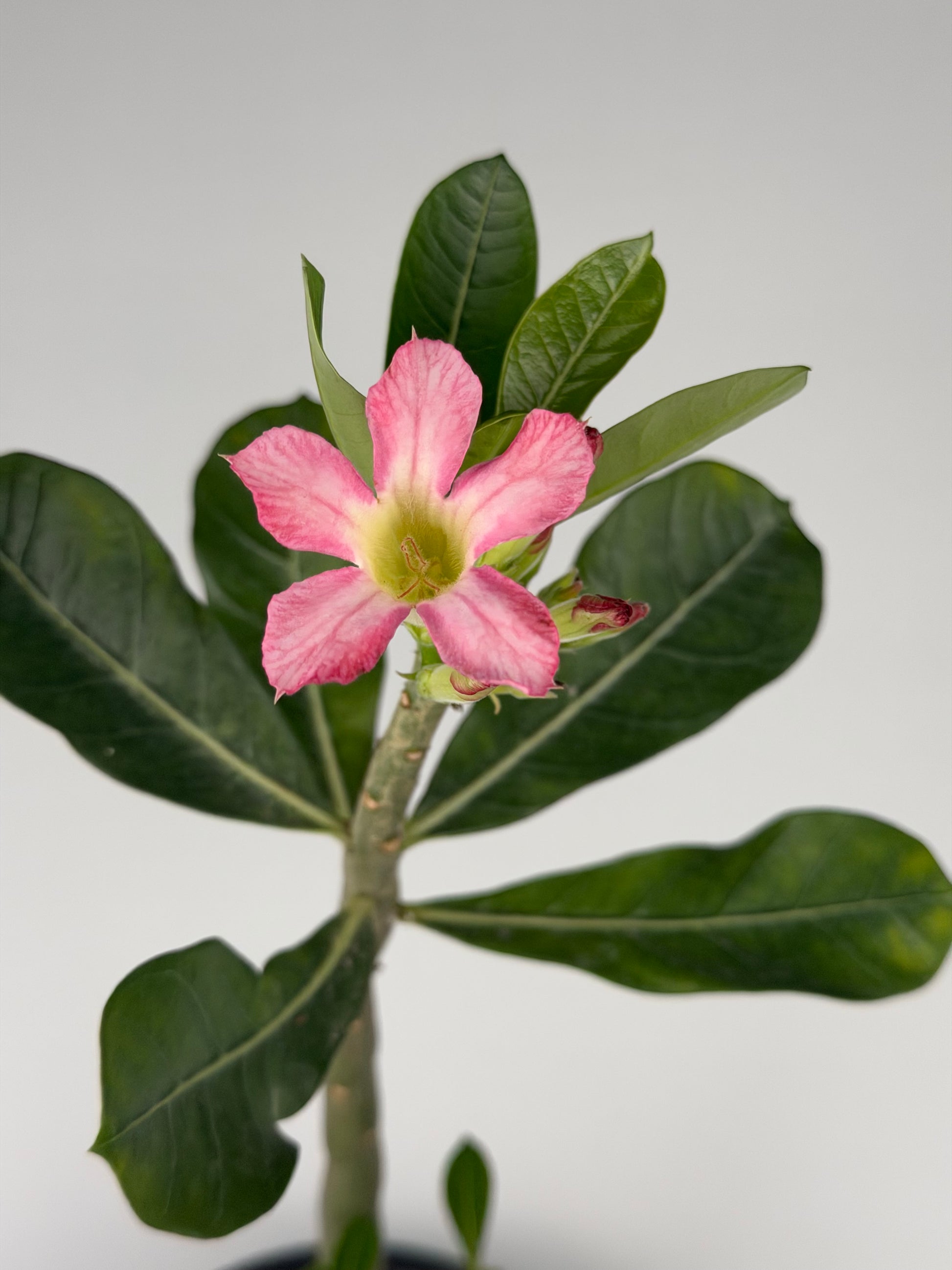 Adenium obesum Adenium Tropical Corner